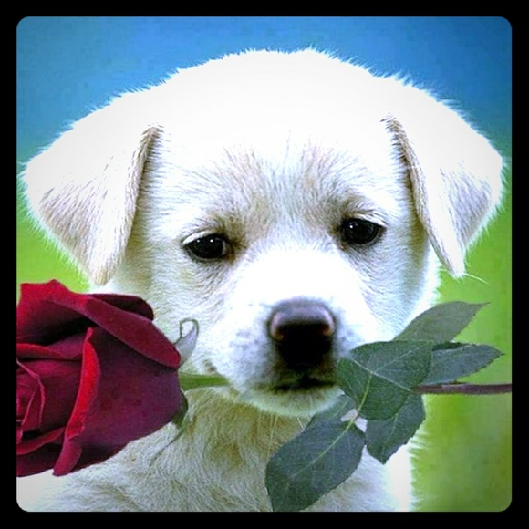 Taking reasonable offers and bundled. Moving soon. - Picture 1 of 1